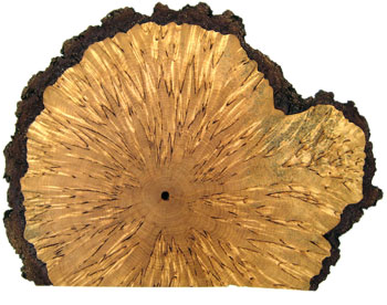 Tiitola